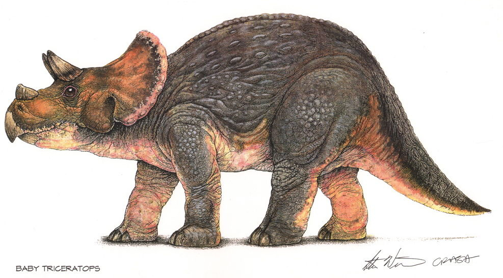 papo baby triceratops